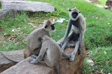Langur, Sri Lanka