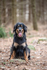 nice dog hovawart guarding breed from germany