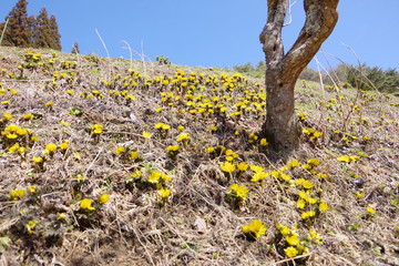 福寿草　フクジュソウ　群生　Adonis