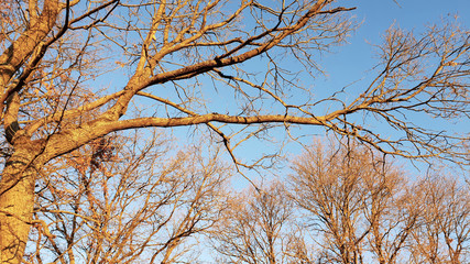 Trees in forest.Autumn in the forest with blue sky