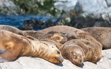 Obraz premium sealions resting in Patagoing, Argentina