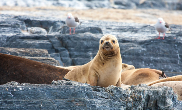 sealions resting in Patagoing, Argentina