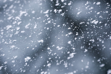 Fototapeta premium snowflakes