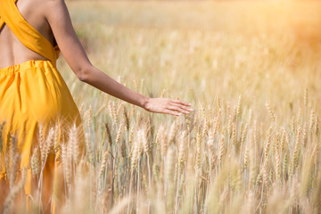 Yellow dress women Walking in the barley plots and hand touching barley at sunset time