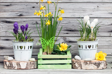 Frühlingserwachen mit Krokusse und Narzisse rustikal vor Holz