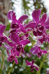 Fototapeta na wymiar Thai Pink-Violet orchid