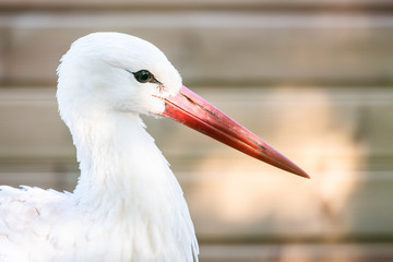 Portrait d'une cigogne