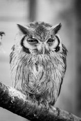 Hibou petit-duc à face blanche
