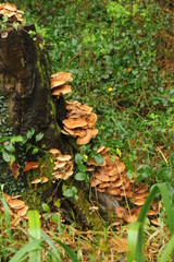 Der Wald an der Saar auf dem Weg nach Montclair