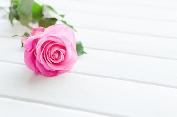 Pink rose over white wooden board. Mother's or Valentine's day concept.
