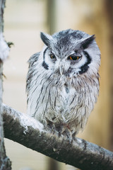 Hibou petit-duc à face blanche
