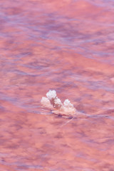 Obraz na płótnie Canvas Salt crystals in the low pink water of the Pink Lake next to Gregory in Western Australia