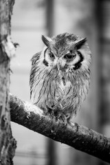 Hibou petit-duc à face blanche