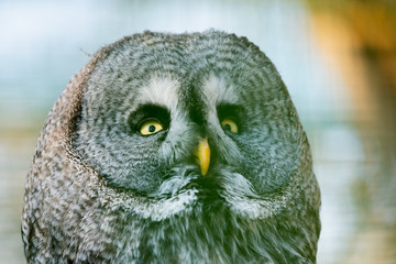 Portrait d'une chouette lapone