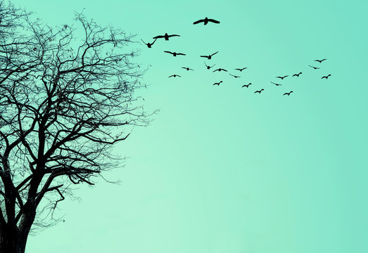 The silhouette of the tree and a flock of birds on a turquoise background.