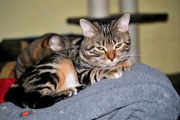 Chat