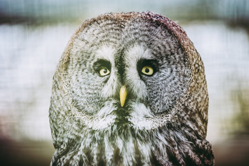 Portrait d'une chouette lapone