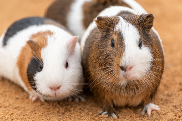 Three lovely guinea pigs on the yellow land