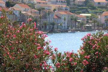Fototapeta na wymiar Beautiful nerium flowers in town Korcula, on island Korcula, Croatia.