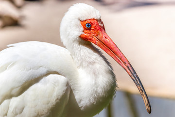 American white Ibis