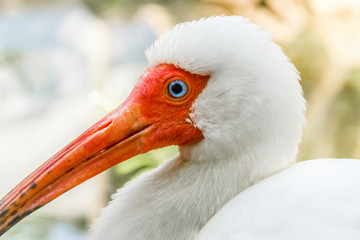 American white Ibis