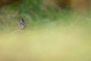 Crested Tit, Lophophanes cristatus, on the forest floor set against a blurred fore and background during winter.
