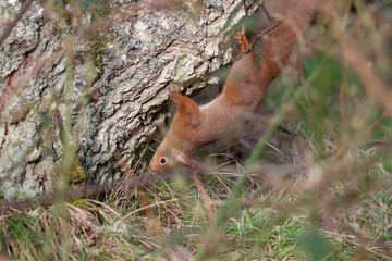 Red Squirrel, Sciurus vulgaris, climbing hiding, searching, itching on the branches of a birch and pine tree in a forest in Scotland during winter.