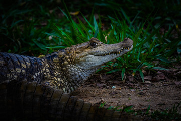 Jacaré no zoológico.