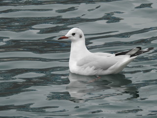 Seabirds in nature and close-up