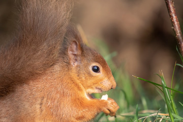 Red Squirrel, Sciurus vulgaris, close up while eating a nut in pine tree in a forest in Scotland during winter.