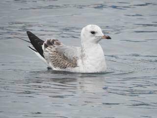 Seabirds in nature and close-up