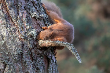 Red Squirrel, Sciurus vulgaris, sat on a pine branch during a sunny winters morning while searching for and eating a nut. Scotland.