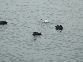 Seabirds in nature and close-up
