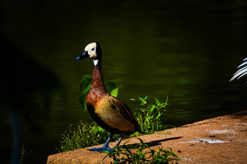 Um marreco em close.