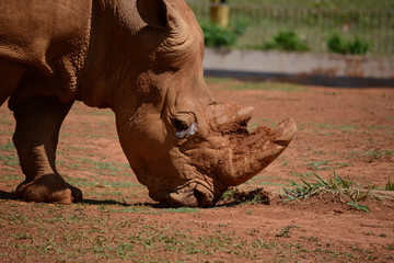 Obraz premium Um rinoceronte em close.