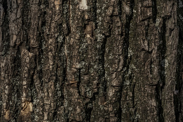 Dark tree bark textureDark tree bark texture . closeup . Macro . Forest