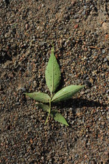 Green leaf of a tree lies on coarse sand