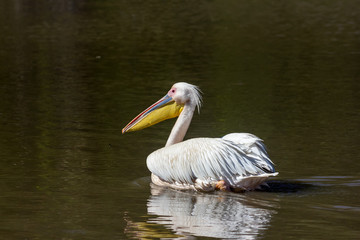Pelikan