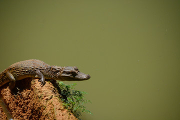 Jacaré no zoológico.