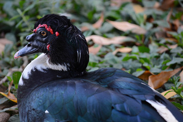 Pato na lagoa.