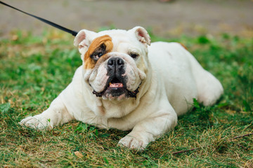 White english bulldog lays on the grass in a park