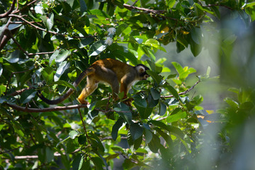 Um macaco no zoológico.