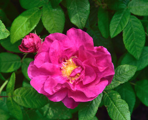 Fototapeta premium Rose Portraits.