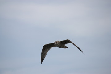 Möwe