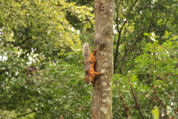 Eichhörnchen