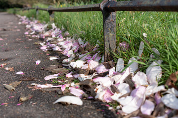 flowers in the garden
