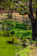 Fototapeta premium Animais e natureza do Jardim Zoológico.