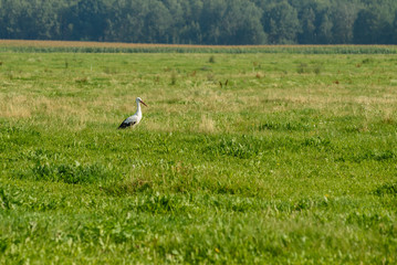 Obraz na płótnie Canvas A stork walks on the grass in summer.