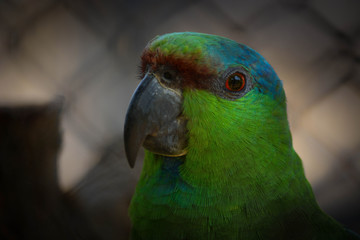 Uma linda arara na cor verde.