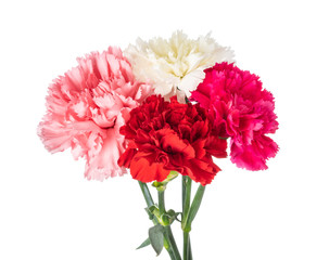 Carnation bouquet - obrazy, fototapety, plakaty